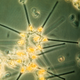Illustration for article titled These nearly-invisible sea creatures fill the oceans with stellar beauty